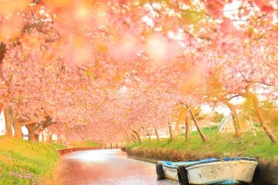 無料壁紙 夕焼けの河津桜。PCとデスクトップ壁紙に最適な4K高画質の無料壁紙。三重県松阪市の笠松河津桜ロードで撮影したフリー写真素材