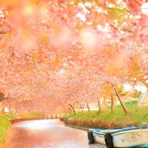 無料壁紙 夕焼けの河津桜。PCとデスクトップ壁紙に最適な4K高画質の無料壁紙。三重県松阪市の笠松河津桜ロードで撮影したフリー写真素材