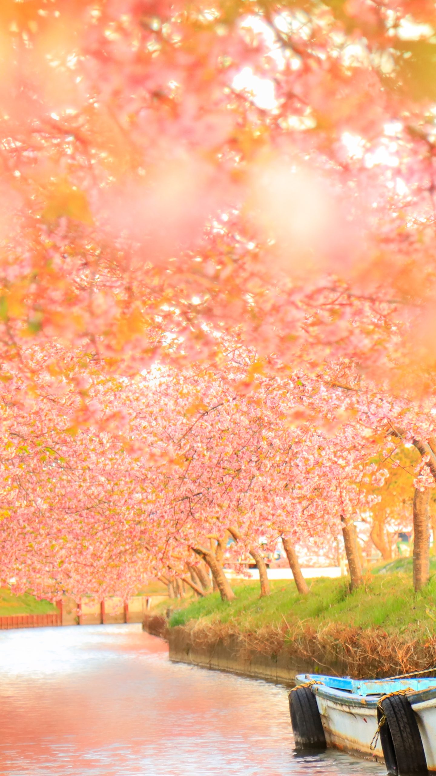 夕焼けの河津桜(三重県松阪市・笠松河津桜ロード)