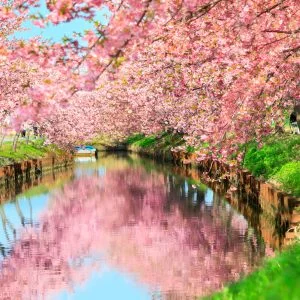 無料壁紙 水面に映る春。PCとデスクトップ壁紙に最適な4K高画質の無料壁紙。三重県松阪市の笠松河津桜ロードで撮影したフリー写真素材