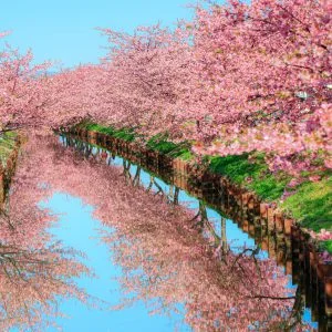 笠松河津桜ロードのフリー素材・壁紙