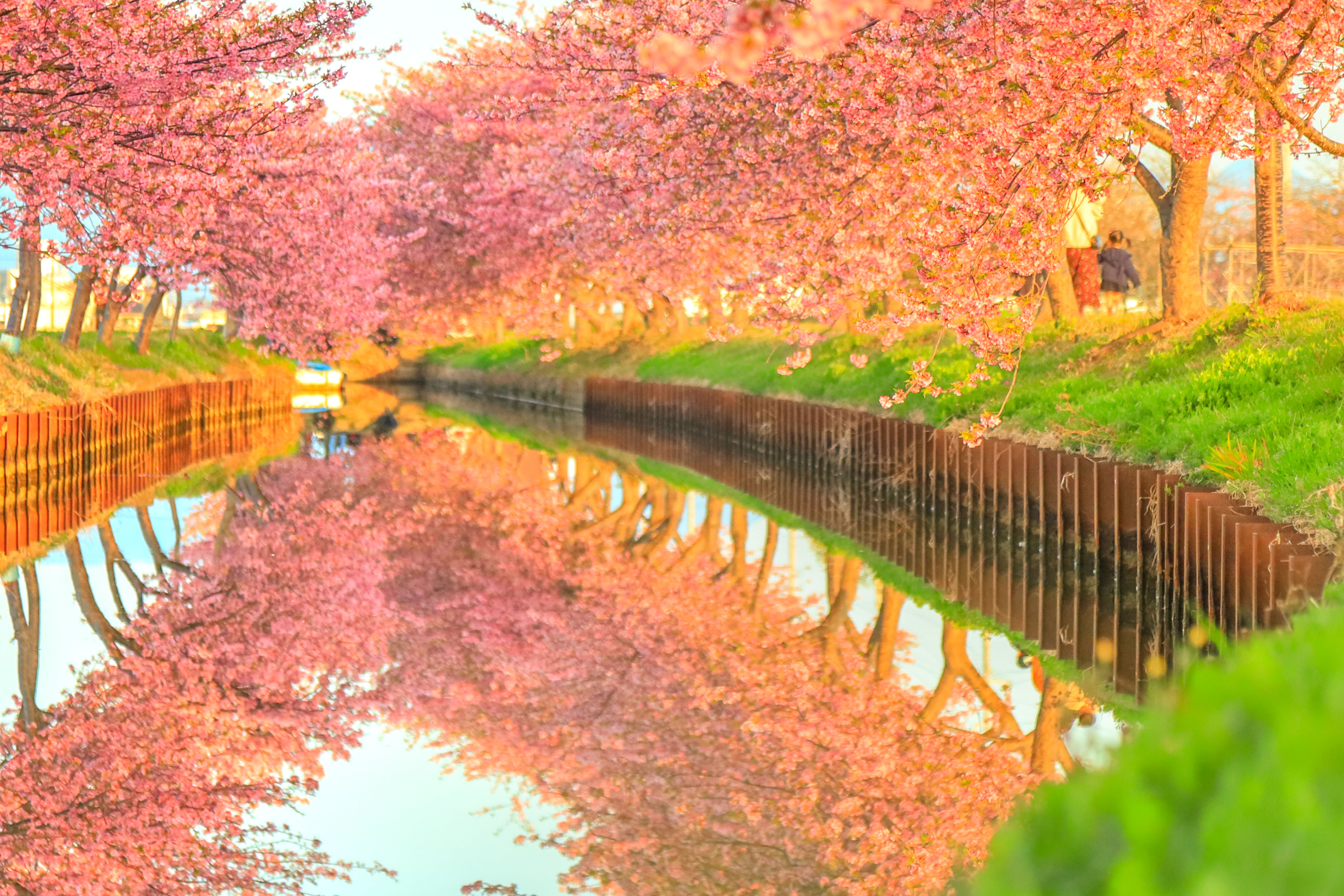 無料壁紙 朝日に照らされる河津桜。PCとデスクトップ壁紙に最適な4K高画質の無料壁紙。三重県松阪市の笠松河津桜ロードで撮影したフリー写真素材