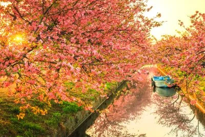 無料壁紙 朝焼けリフレクションロード。PCとデスクトップ壁紙に最適な4K高画質の無料壁紙。三重県松阪市の笠松河津桜ロードで撮影したフリー写真素材