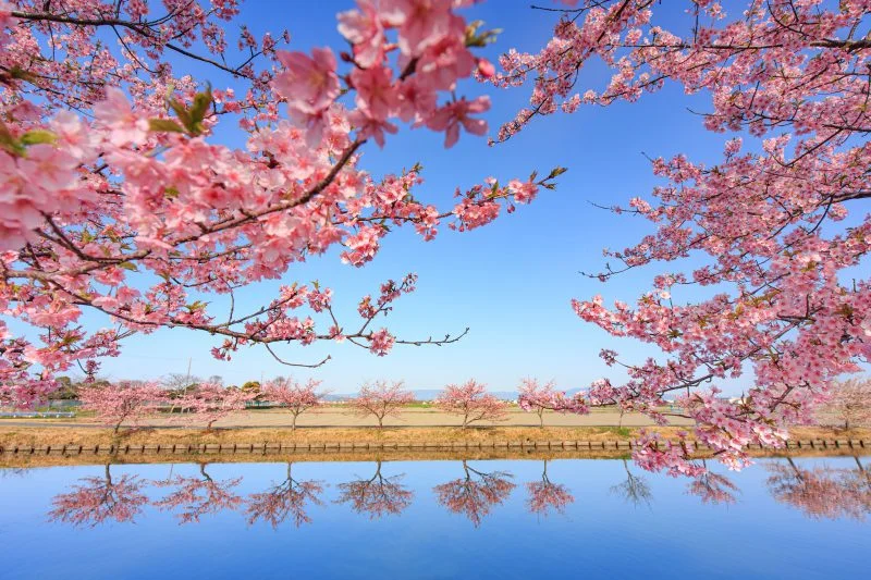 無料壁紙 河津桜の映る水路。PCとデスクトップ壁紙に最適な4K高画質の無料壁紙。三重県松阪市の笠松河津桜ロードで撮影したフリー写真素材