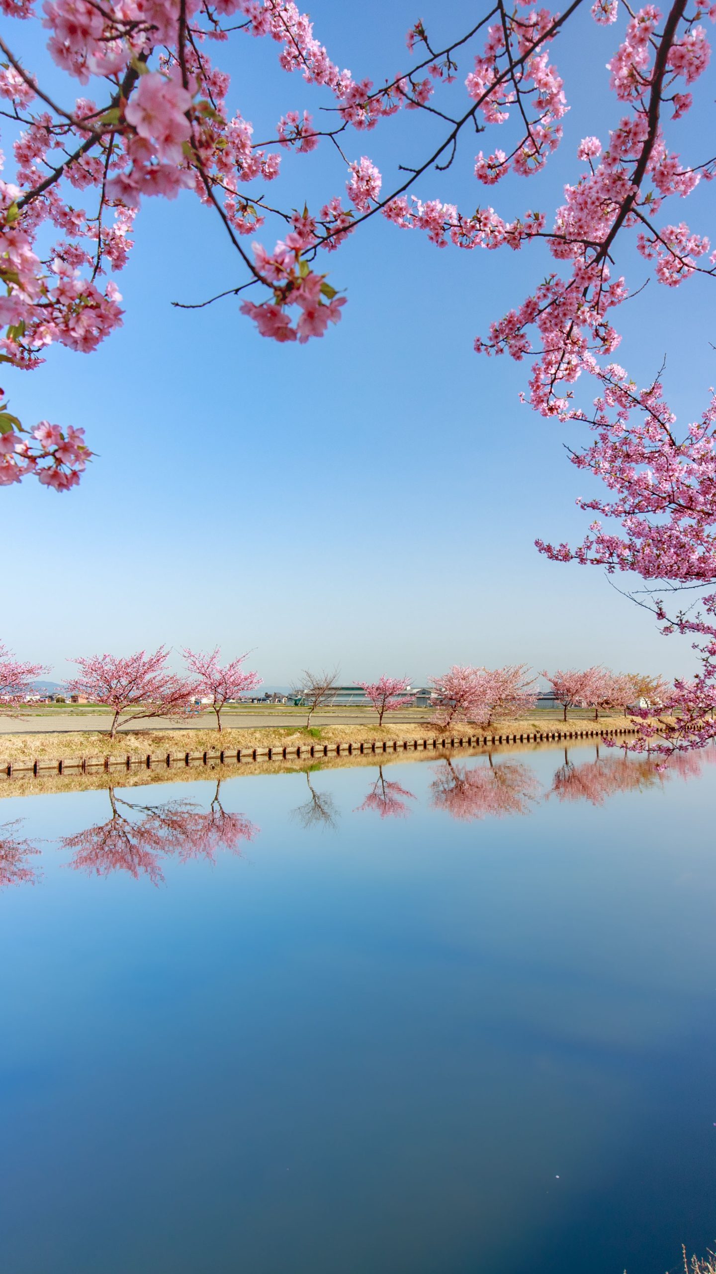 春爛漫(三重県松阪市・笠松河津桜ロード)
