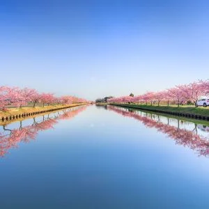 無料壁紙 リフレクションロード。PCとデスクトップ壁紙に最適な4K高画質の無料壁紙。三重県松阪市の笠松河津桜ロードで撮影したフリー写真素材