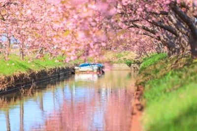 無料壁紙 河津桜とボート。PCとデスクトップ壁紙に最適な4K高画質の無料壁紙。三重県松阪市の笠松河津桜ロードで撮影したフリー写真素材