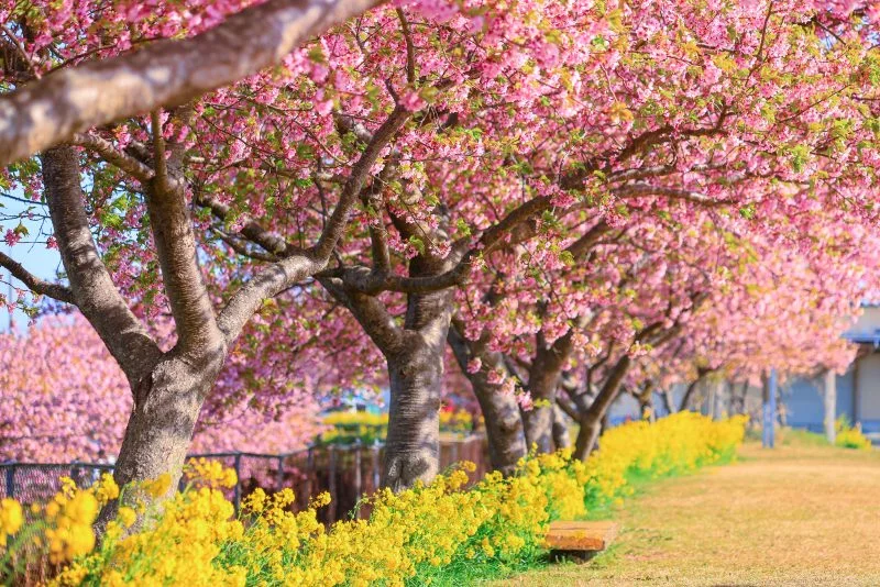 無料壁紙 河津桜と菜の花。PCとデスクトップ壁紙に最適な4K高画質の無料壁紙。三重県松阪市の笠松河津桜ロードで撮影したフリー写真素材