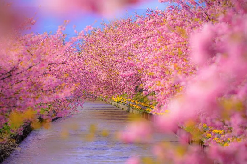 無料壁紙 河津桜に包まれて。PCとデスクトップ壁紙に最適な4K高画質の無料壁紙。三重県松阪市の笠松河津桜ロードで撮影したフリー写真素材