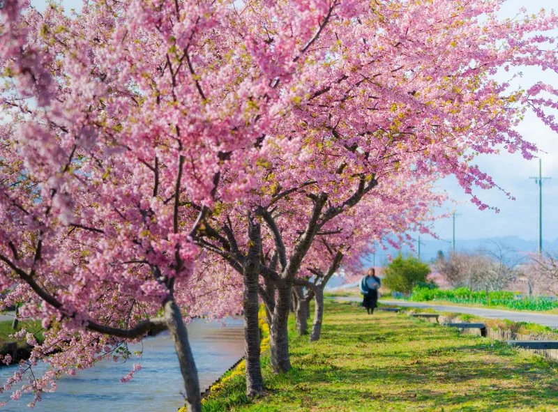 無料壁紙 河津桜ロードを歩く。PCとデスクトップ壁紙に最適な4K高画質の無料壁紙。三重県松阪市の笠松河津桜ロードで撮影したフリー写真素材