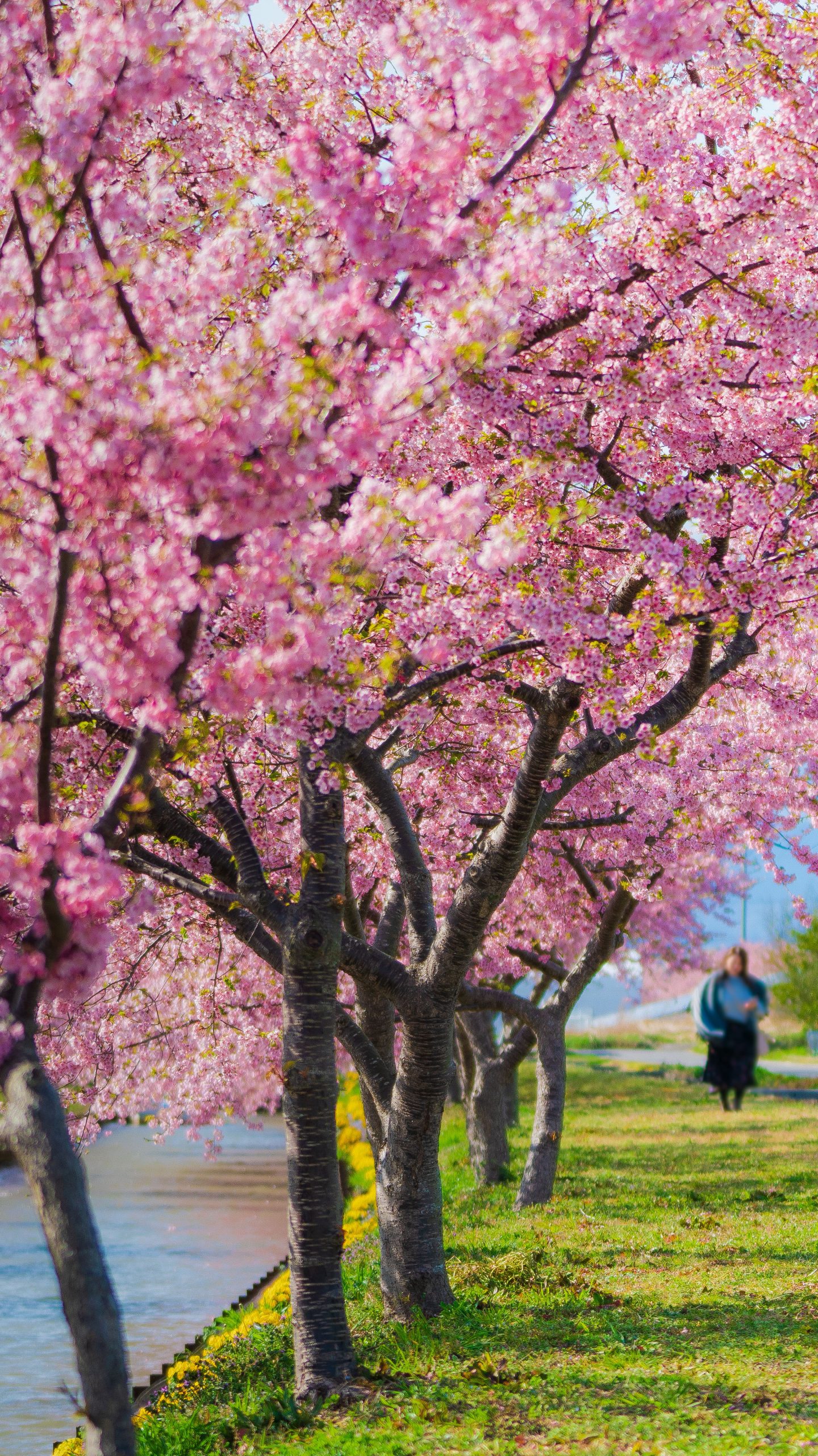 河津桜ロードを歩く(三重県松阪市・笠松河津桜ロード)