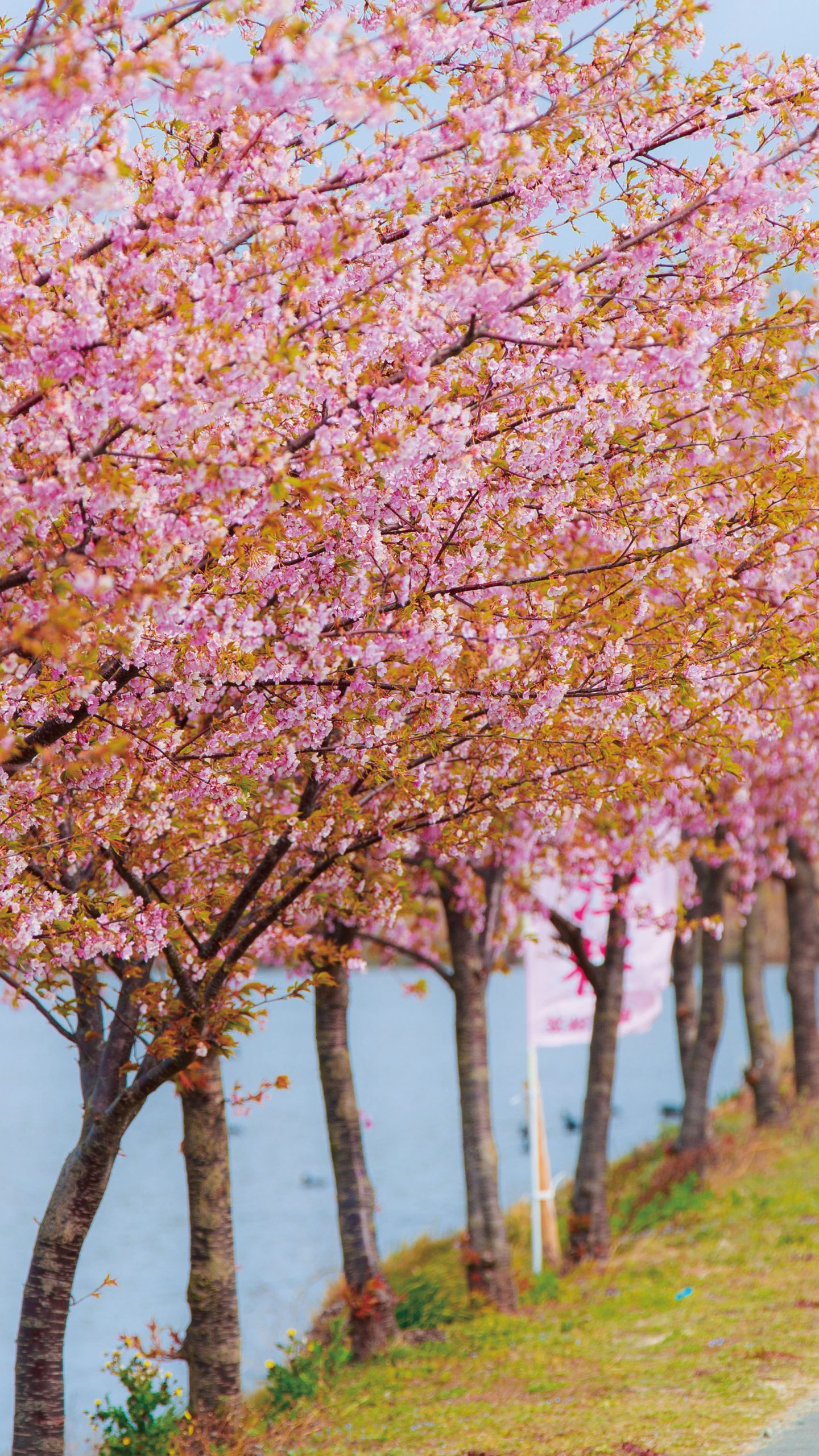 無料壁紙 河津桜を楽しむ親子。PCとデスクトップ壁紙に最適な4K高画質の無料壁紙。三重県松阪市の笠松河津桜ロードで撮影したフリー写真素材