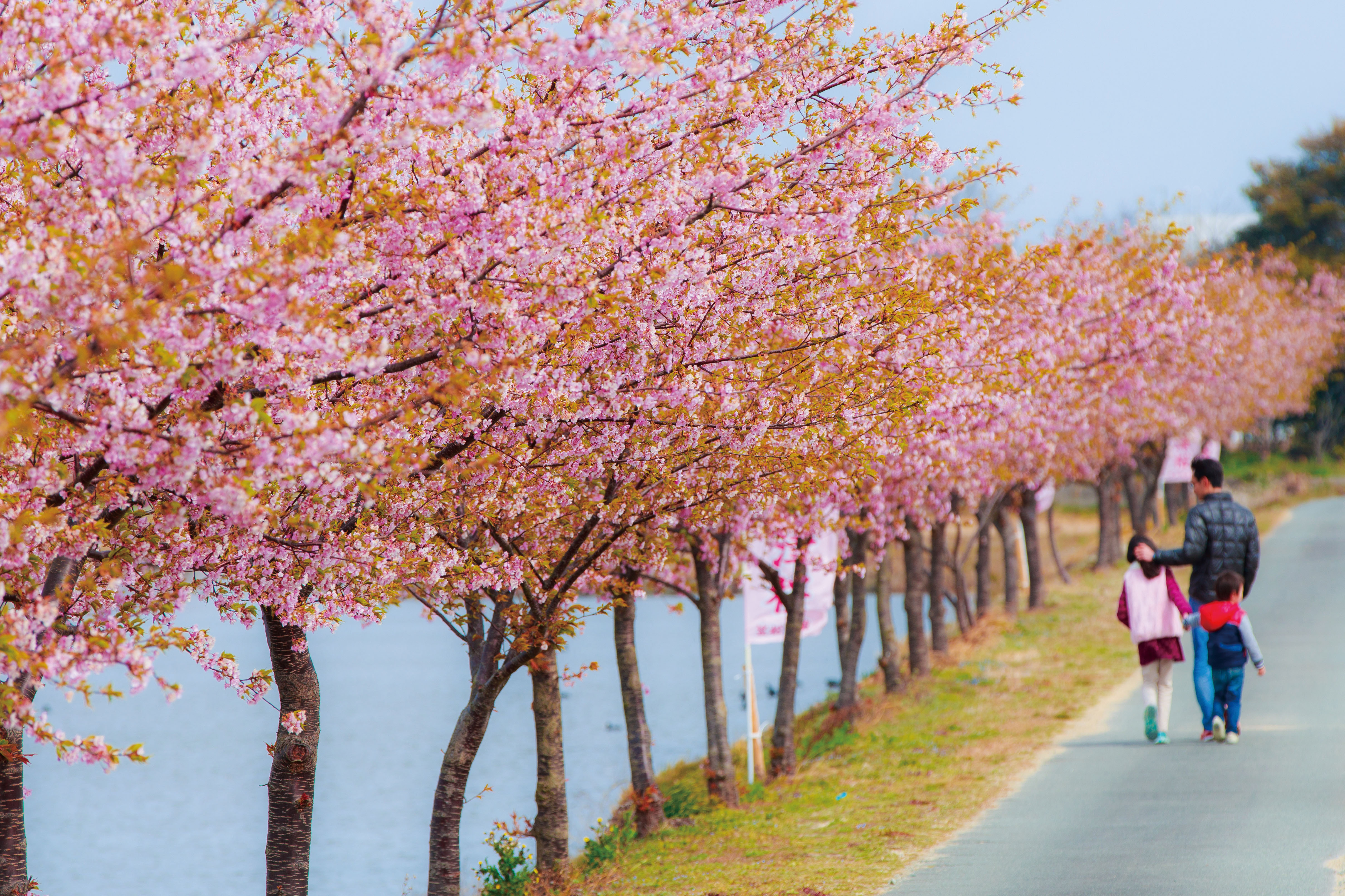 無料壁紙 河津桜を楽しむ親子。PCとデスクトップ壁紙に最適な4K高画質の無料壁紙。三重県松阪市の笠松河津桜ロードで撮影したフリー写真素材
