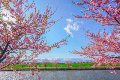 無料壁紙 笠松町の田んぼと桜。PCとデスクトップ壁紙に最適な4K高画質の無料壁紙。三重県松阪市の笠松河津桜ロードで撮影したフリー写真素材