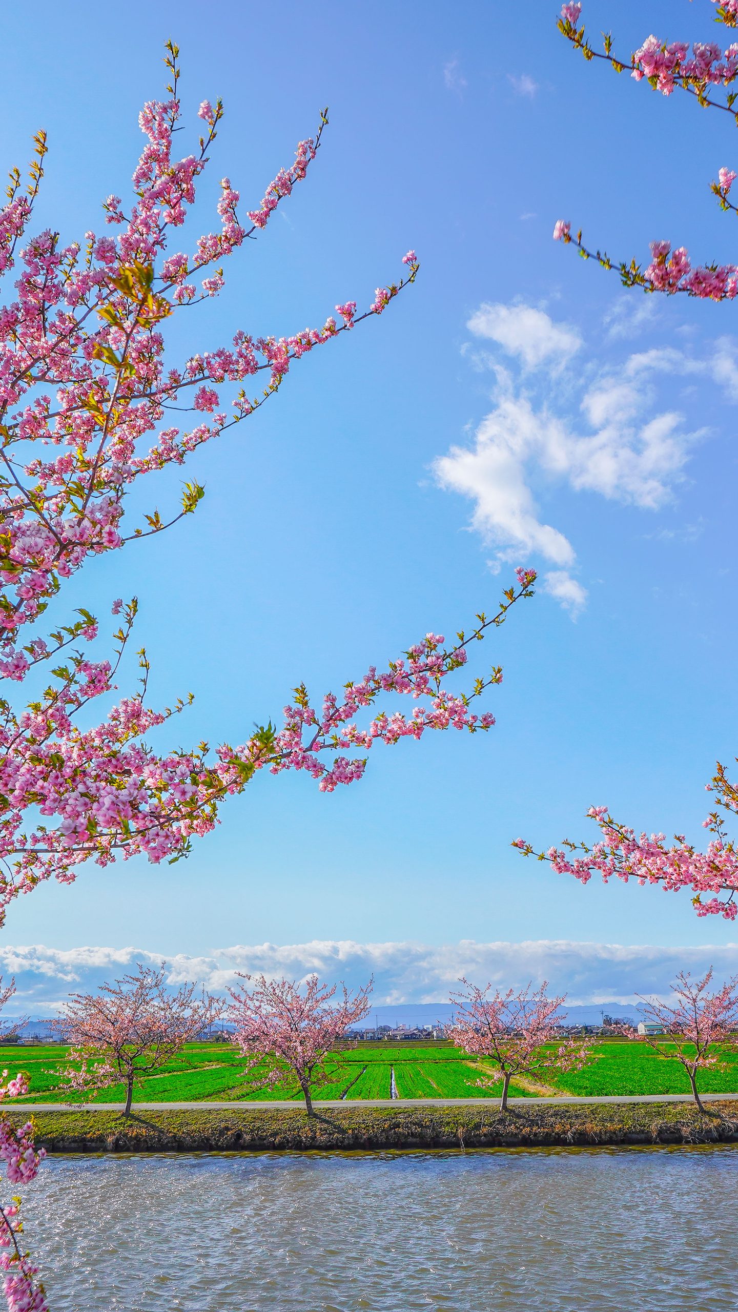無料壁紙 笠松町の田んぼと桜。PCとデスクトップ壁紙に最適な4K高画質の無料壁紙。三重県松阪市の笠松河津桜ロードで撮影したフリー写真素材