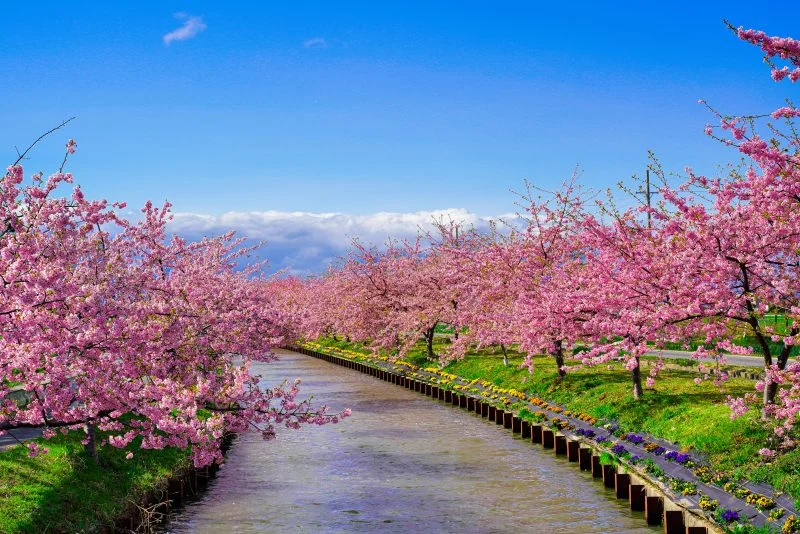 無料壁紙 青空と河津桜。PCとデスクトップ壁紙に最適な4K高画質の無料壁紙。三重県松阪市の笠松河津桜ロードで撮影したフリー写真素材