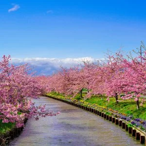 無料壁紙 青空と河津桜。PCとデスクトップ壁紙に最適な4K高画質の無料壁紙。三重県松阪市の笠松河津桜ロードで撮影したフリー写真素材