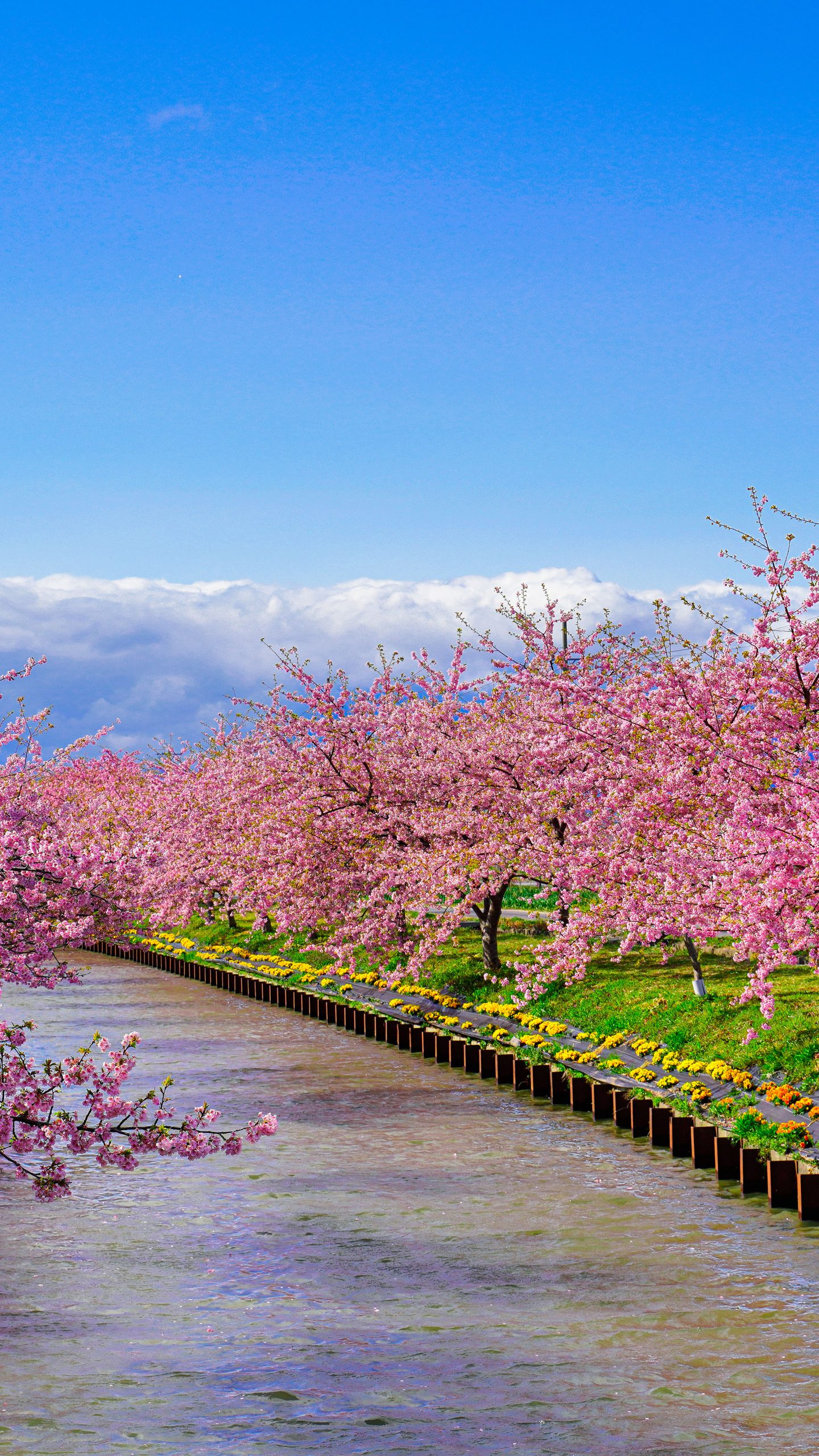 青空と河津桜(三重県松阪市・笠松河津桜ロード)