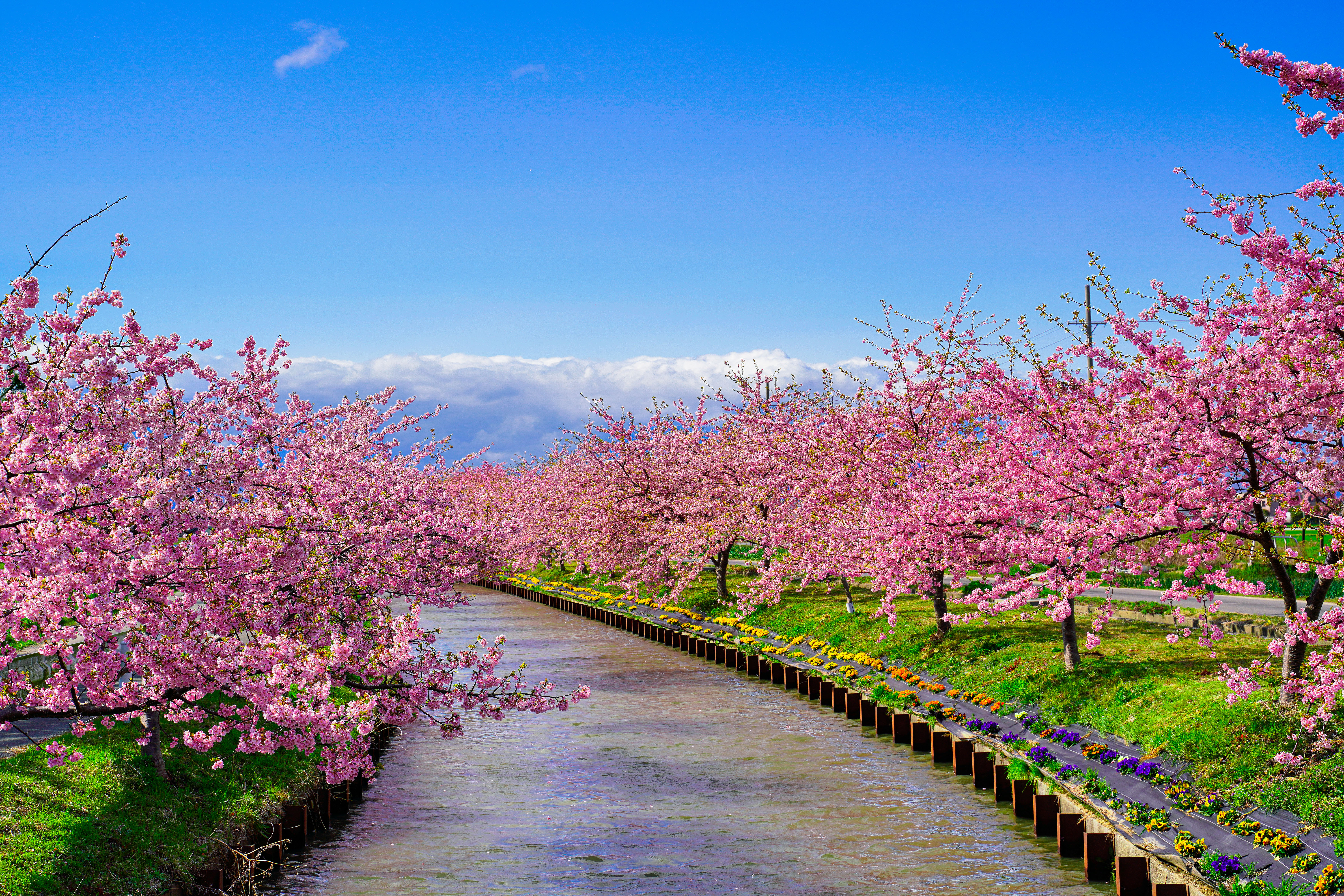 無料壁紙 青空と河津桜。PCとデスクトップ壁紙に最適な4K高画質の無料壁紙。三重県松阪市の笠松河津桜ロードで撮影したフリー写真素材
