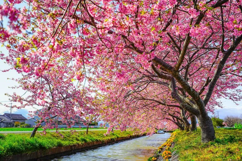 無料壁紙 河津桜の幹。PCとデスクトップ壁紙に最適な4K高画質の無料壁紙。三重県松阪市の笠松河津桜ロードで撮影したフリー写真素材