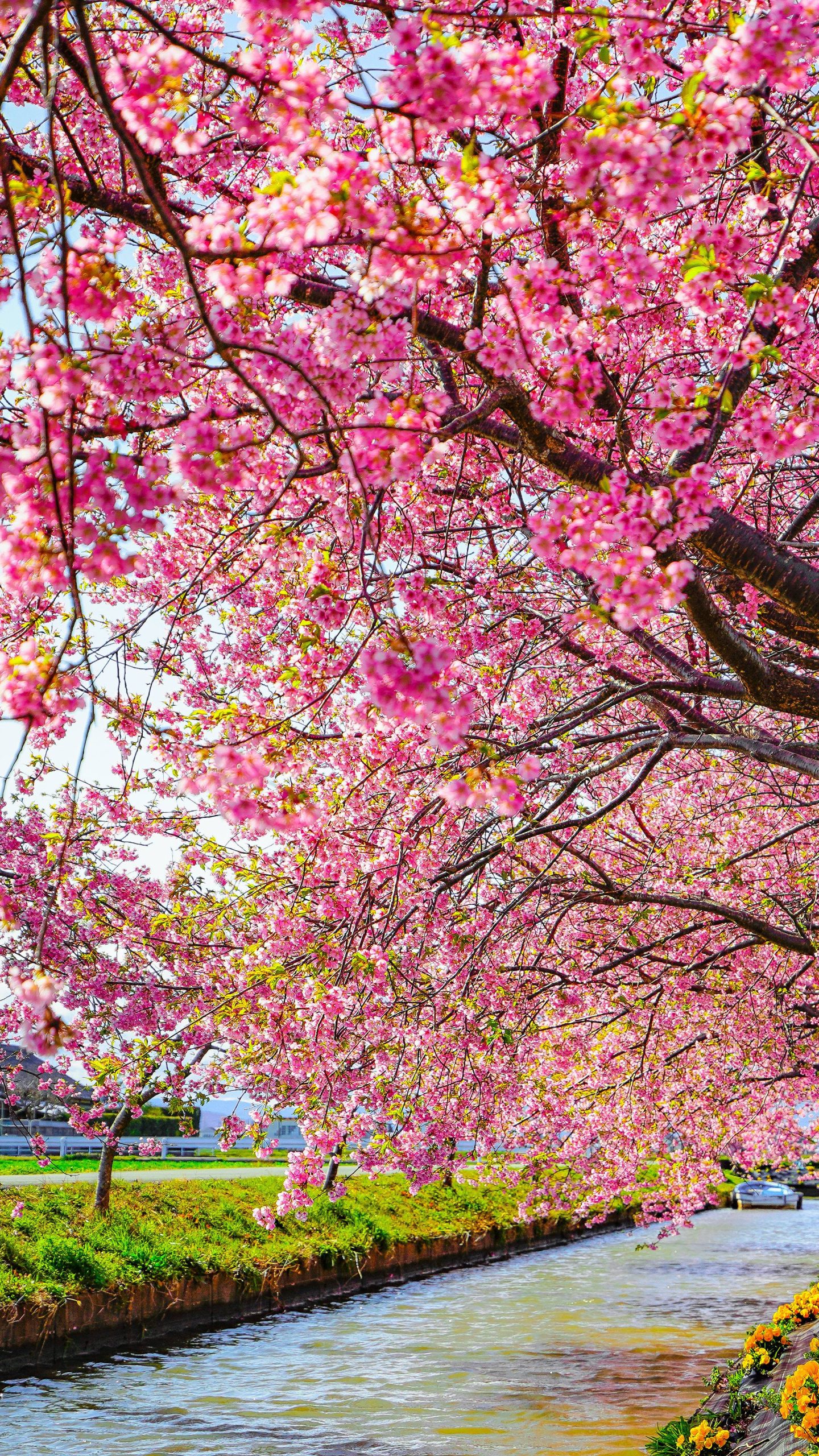 無料壁紙 河津桜の幹。PCとデスクトップ壁紙に最適な4K高画質の無料壁紙。三重県松阪市の笠松河津桜ロードで撮影したフリー写真素材
