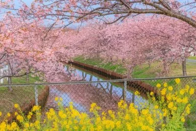 無料壁紙 菜の花と河津桜の競演。PCとデスクトップ壁紙に最適な4K高画質の無料壁紙。三重県松阪市の笠松河津桜ロードで撮影したフリー写真素材