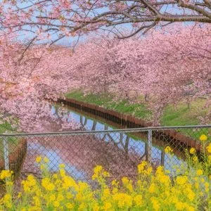 無料壁紙 菜の花と河津桜の競演。PCとデスクトップ壁紙に最適な4K高画質の無料壁紙。三重県松阪市の笠松河津桜ロードで撮影したフリー写真素材