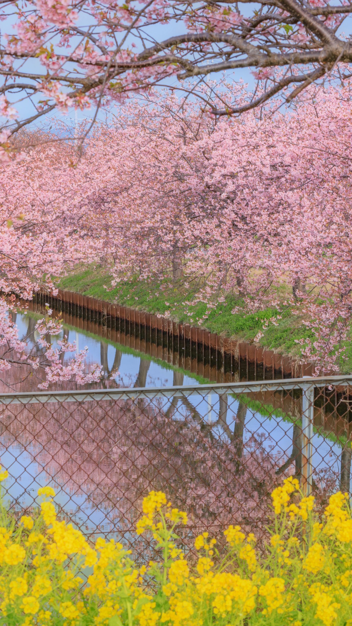 無料壁紙 菜の花と河津桜の競演。PCとデスクトップ壁紙に最適な4K高画質の無料壁紙。三重県松阪市の笠松河津桜ロードで撮影したフリー写真素材