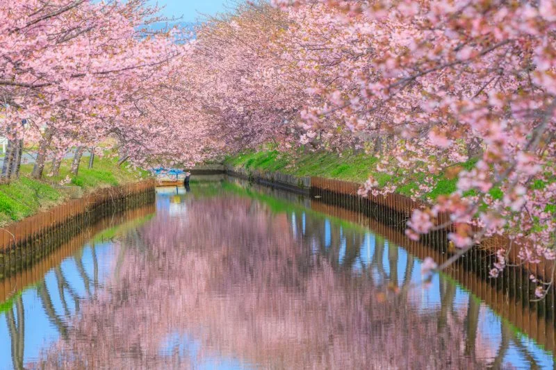 無料壁紙 満開の河津桜とリフレクション。PCとデスクトップ壁紙に最適な4K高画質の無料壁紙。三重県松阪市の笠松河津桜ロードで撮影したフリー写真素材