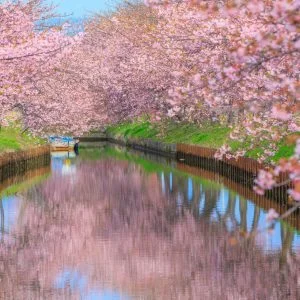 無料壁紙 満開の河津桜とリフレクション。PCとデスクトップ壁紙に最適な4K高画質の無料壁紙。三重県松阪市の笠松河津桜ロードで撮影したフリー写真素材