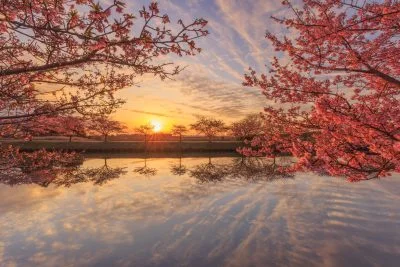 無料壁紙 朝焼けのウユニ笠松。PCとデスクトップ壁紙に最適な4K高画質の無料壁紙。三重県松阪市の笠松河津桜ロードで撮影したフリー写真素材