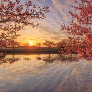 無料壁紙 朝焼けのウユニ笠松。PCとデスクトップ壁紙に最適な4K高画質の無料壁紙。三重県松阪市の笠松河津桜ロードで撮影したフリー写真素材