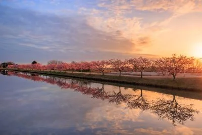 無料壁紙 夜明けの河津桜。PCとデスクトップ壁紙に最適な4K高画質の無料壁紙。三重県松阪市の笠松河津桜ロードで撮影したフリー写真素材