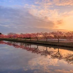 無料壁紙 夜明けの河津桜。PCとデスクトップ壁紙に最適な4K高画質の無料壁紙。三重県松阪市の笠松河津桜ロードで撮影したフリー写真素材