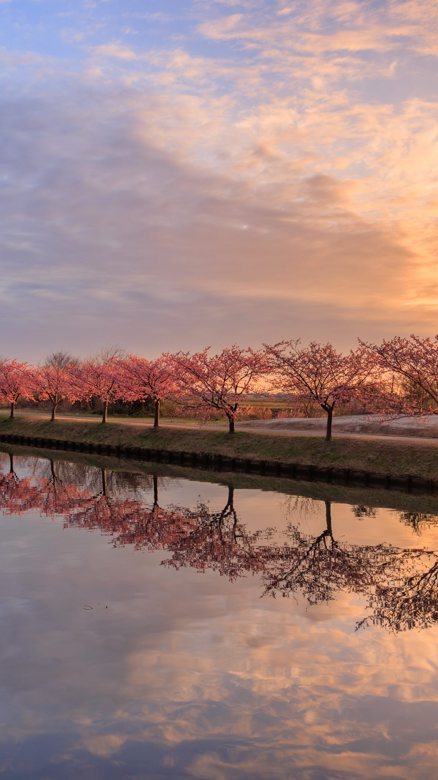 夜明けの河津桜(三重県松阪市・笠松河津桜ロード)