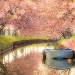 無料壁紙 朝陽が降り注ぐ水路。PCとデスクトップ壁紙に最適な4K高画質の無料壁紙。三重県松阪市の笠松河津桜ロードで撮影したフリー写真素材