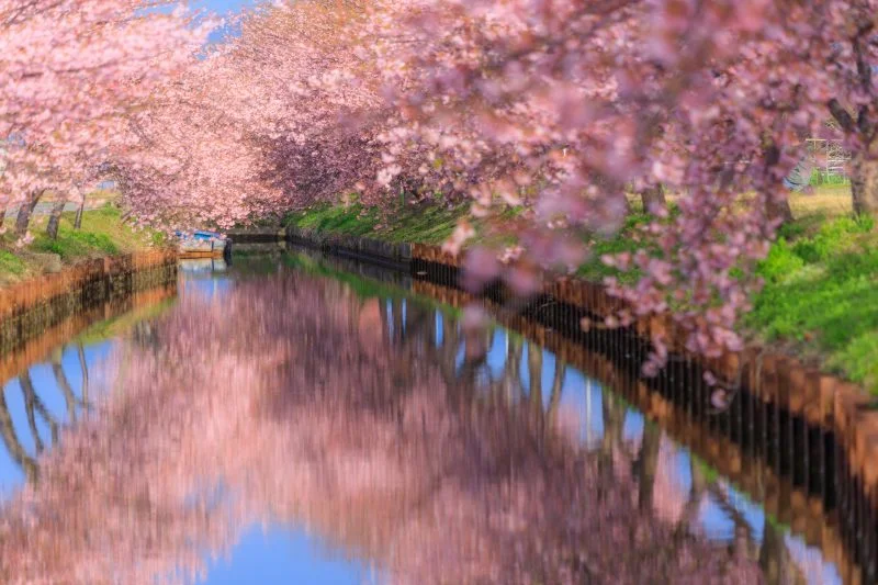 無料壁紙 青空と河津桜のリフレクション。PCとデスクトップ壁紙に最適な4K高画質の無料壁紙。三重県松阪市の笠松河津桜ロードで撮影したフリー写真素材