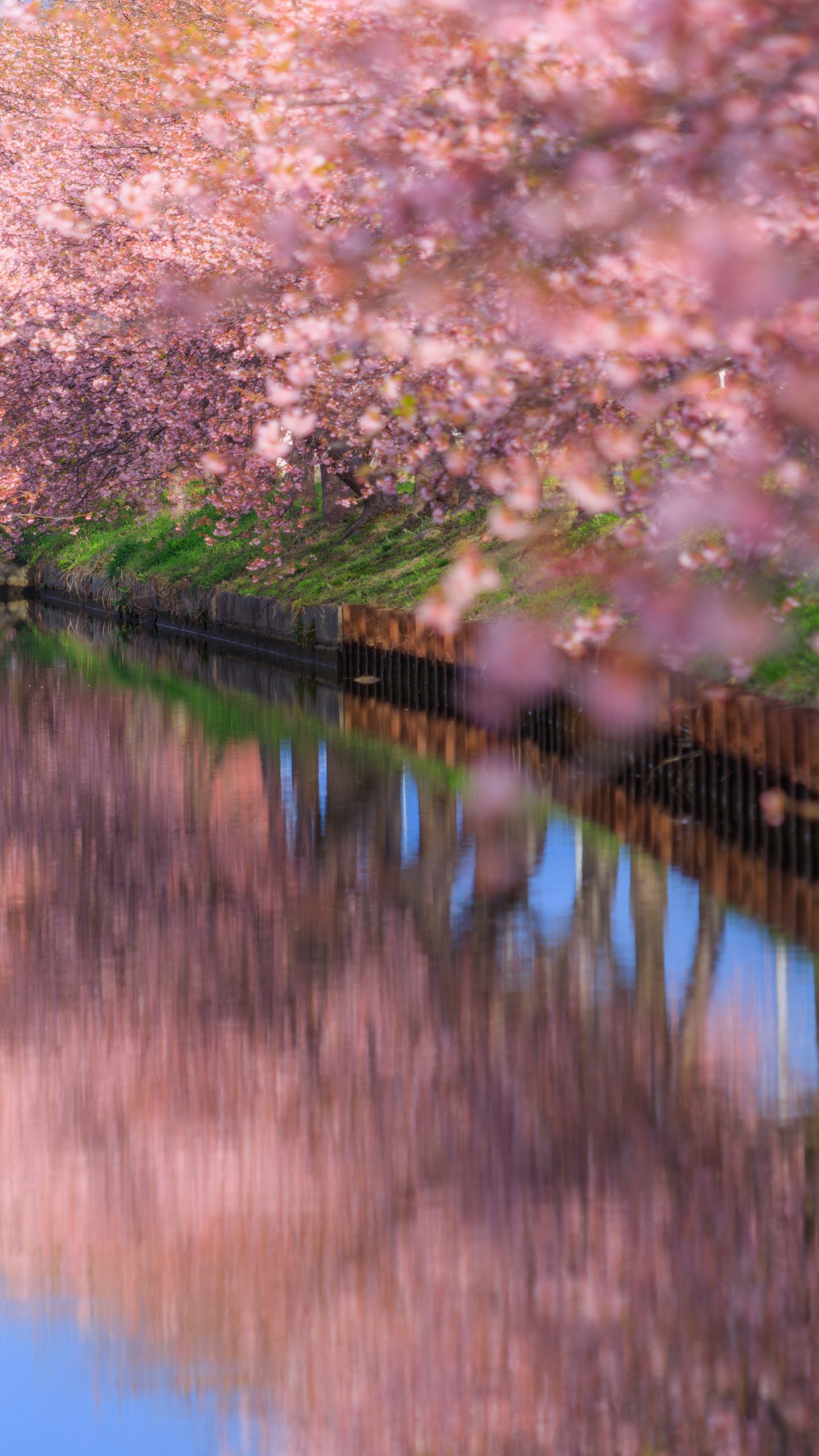 青空と河津桜のリフレクション(三重県松阪市・笠松河津桜ロード)