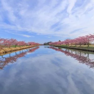 無料壁紙 雲も映るリフレクション。PCとデスクトップ壁紙に最適な4K高画質の無料壁紙。三重県松阪市の笠松河津桜ロードで撮影したフリー写真素材