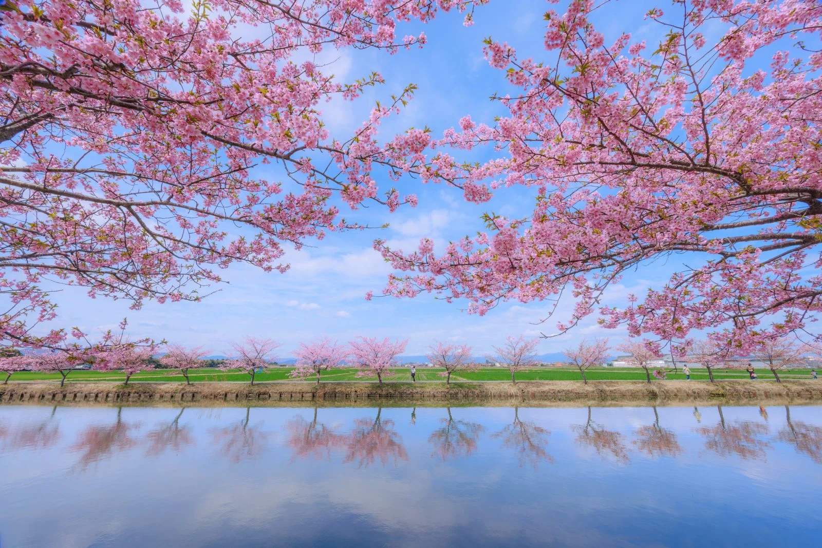 無料壁紙 春色リフレクション。PCとデスクトップ壁紙に最適な4K高画質の無料壁紙。三重県松阪市の笠松河津桜ロードで撮影したフリー写真素材