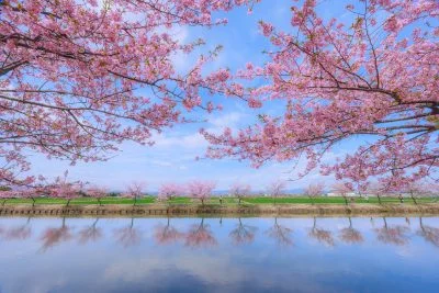 無料壁紙 春色リフレクション。PCとデスクトップ壁紙に最適な4K高画質の無料壁紙。三重県松阪市の笠松河津桜ロードで撮影したフリー写真素材