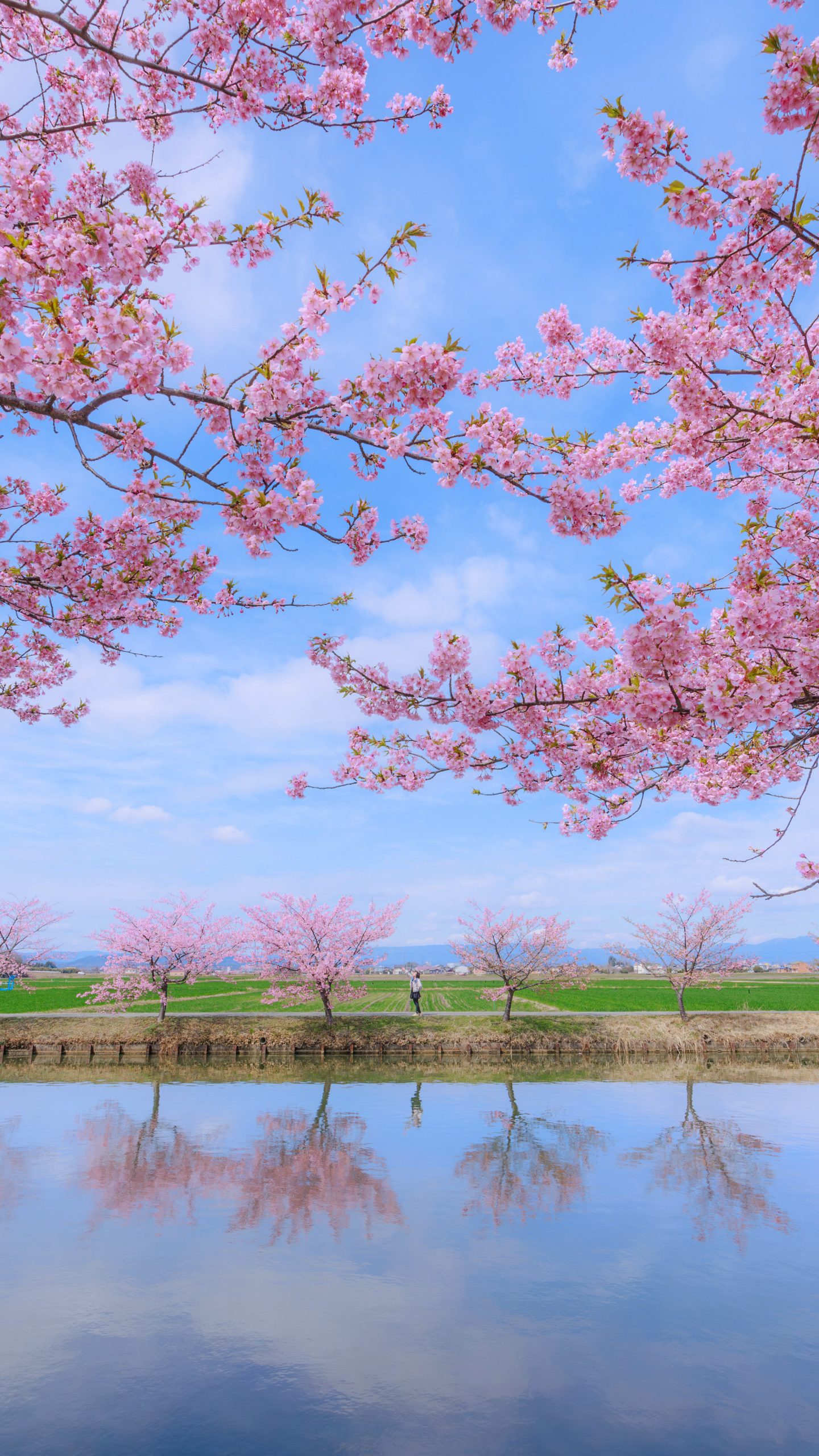 笠松河津桜ロードのフリー写真素材「春色リフレクション」 | 三重