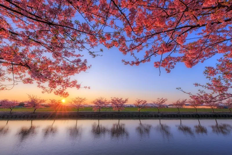 無料壁紙 夕陽と河津桜のリフレクション。PCとデスクトップ壁紙に最適な4K高画質の無料壁紙。三重県松阪市の笠松河津桜ロードで撮影したフリー写真素材