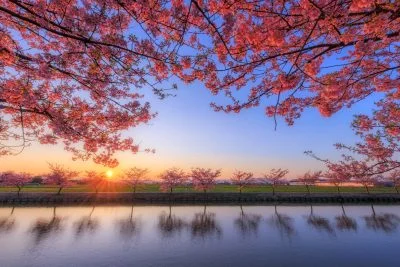 無料壁紙 夕陽と河津桜のリフレクション。PCとデスクトップ壁紙に最適な4K高画質の無料壁紙。三重県松阪市の笠松河津桜ロードで撮影したフリー写真素材