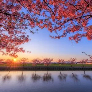 無料壁紙 夕陽と河津桜のリフレクション。PCとデスクトップ壁紙に最適な4K高画質の無料壁紙。三重県松阪市の笠松河津桜ロードで撮影したフリー写真素材