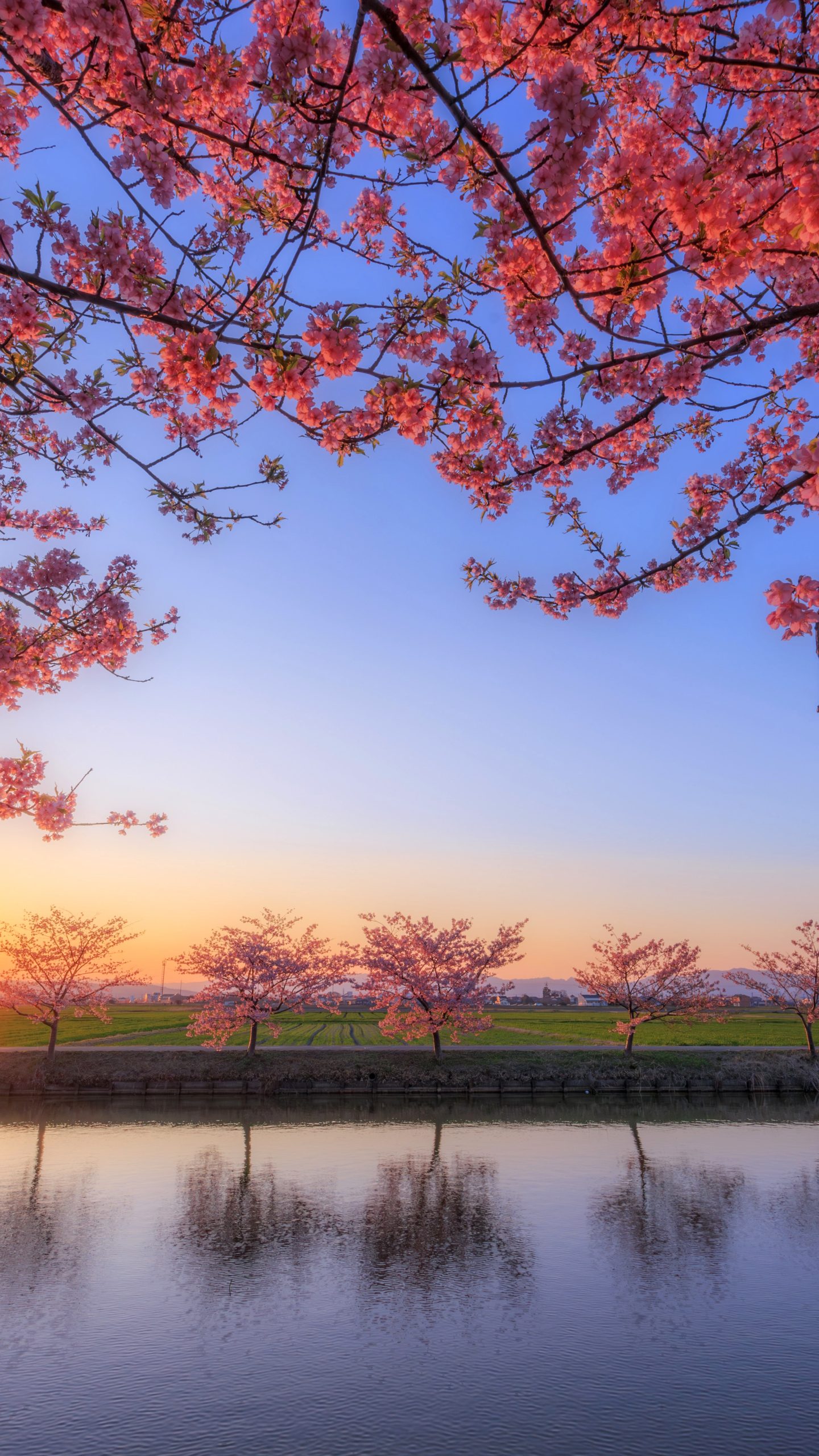 夕陽と河津桜のリフレクション(三重県松阪市・笠松河津桜ロード)