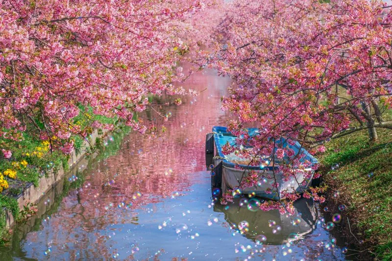 無料壁紙 河津桜とシャボン玉。PCとデスクトップ壁紙に最適な4K高画質の無料壁紙。三重県松阪市の笠松河津桜ロードで撮影したフリー写真素材