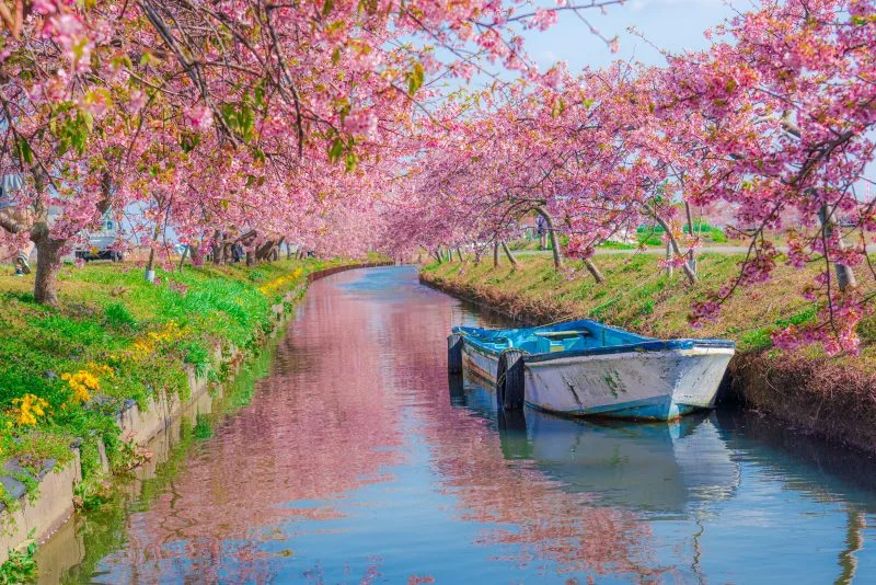 無料壁紙 船と河津桜のリフレクション。PCとデスクトップ壁紙に最適な4K高画質の無料壁紙。三重県松阪市の笠松河津桜ロードで撮影したフリー写真素材