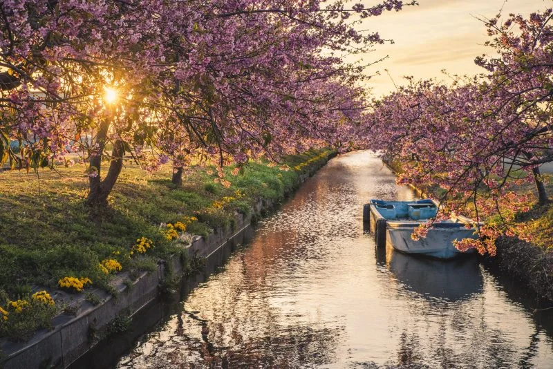 無料壁紙 笠松河津桜ロードの朝日。PCとデスクトップ壁紙に最適な4K高画質の無料壁紙。三重県松阪市の笠松河津桜ロードで撮影したフリー写真素材