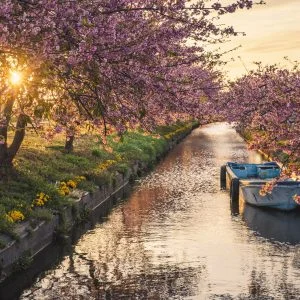 無料壁紙 笠松河津桜ロードの朝日。PCとデスクトップ壁紙に最適な4K高画質の無料壁紙。三重県松阪市の笠松河津桜ロードで撮影したフリー写真素材